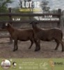 1 X MEATMASTER PREGNANT EWE Bravo Meatmasters