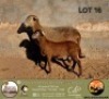1+1 X MEATMASTER PREGNANT EWE Muldersbank Meatmasters