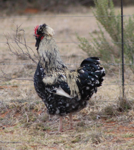 2 X HERERO HOENDER MALE & FEMALE XANDORR (Per Piece to take the lot) 