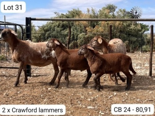 1+1 X MEATMASTER EWE Soutfontein Meatmasters
