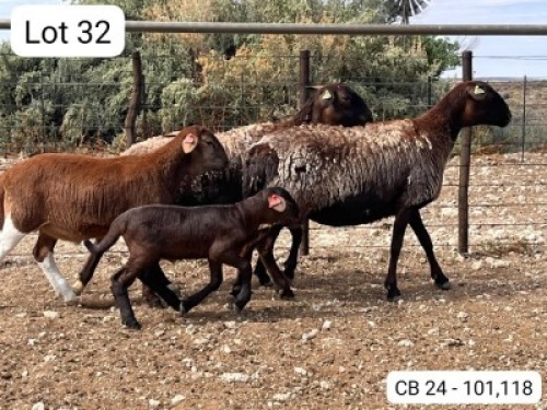 1+1 X MEATMASTER EWE Soutfontein Meatmasters