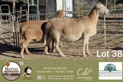 1 X MEATMASTER PREGNANT EWE Meiringspoort Meatmasters