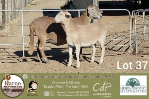 1+1 X MEATMASTER PREGNANT EWE Meiringspoort Meatmasters