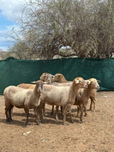 1 X MEATMASTER PREGNANT EWE Traka Farming