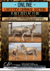 2 X BLOU SKILDER PERSIE SKAAP RAM & EWES MOHIMBA - PERSIES (Per Piece to take the lot) - 7