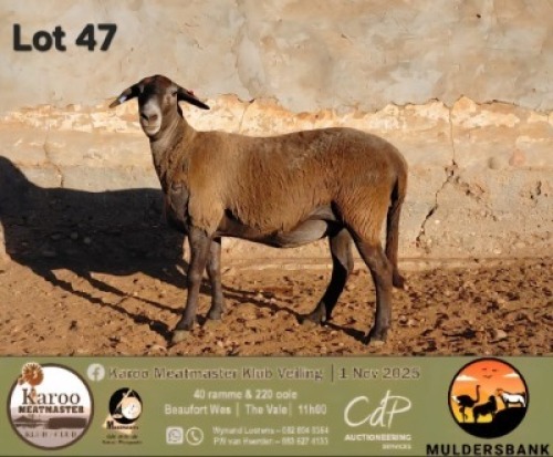1 X MEATMASTER EWE Muldersbank Meatmasters