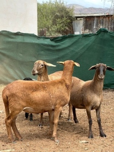1 X MEATMASTER EWE Traka Farming