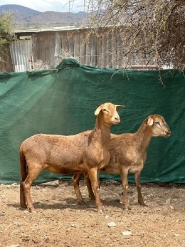 1 X MEATMASTER PREGNANT EWE Traka Farming