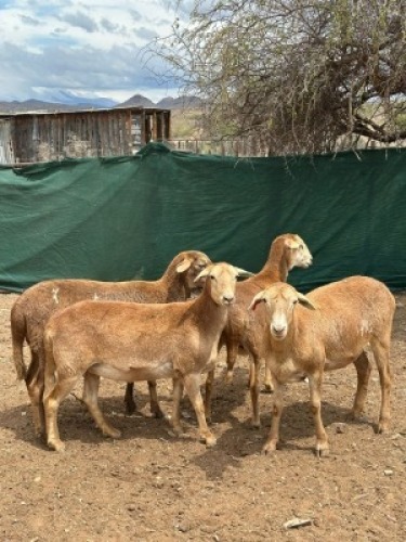 WITHDRAWN - 1 X MEATMASTER EWE Traka Farming