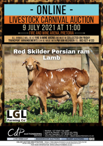 1 X ROOI SKILDER PERSIE SKAAP RAM LGL FARMING CO - PERSIES 