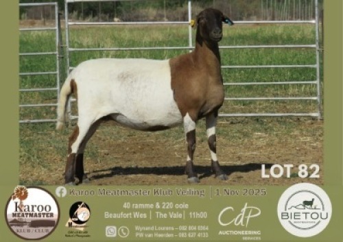 1 X MEATMASTER PREGNANT EWE Bietou Meatmasters