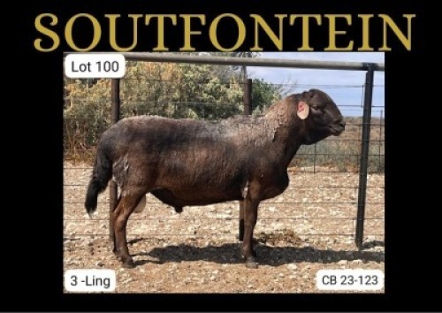 1 X MEATMASTER RAM Soutfontein Meatmasters