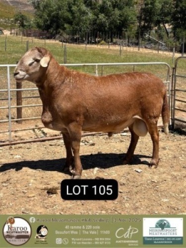 1 X MEATMASTER RAM Meiringspoort Meatmasters