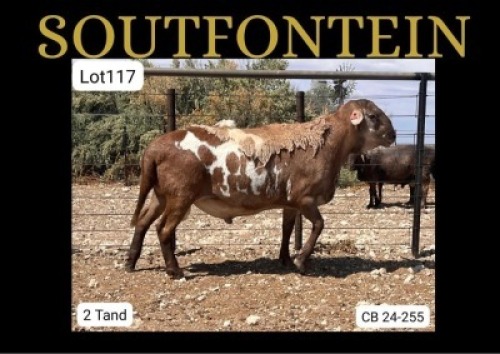 1 X MEATMASTER RAM Soutfontein Meatmasters