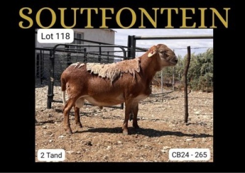 1 X MEATMASTER RAM Soutfontein Meatmasters