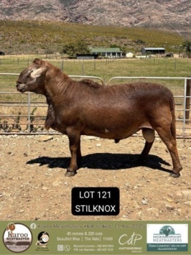 1 X MEATMASTER RAM Meiringspoort Meatmasters