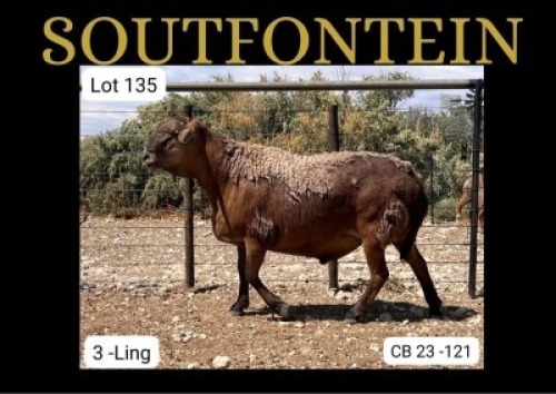 1 X MEATMASTER RAM Soutfontein Meatmasters