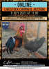 2 X BRUIN LEGHORN HOENDER MALE & FEMALE MOHIMBA (Per Piece to take the lot)