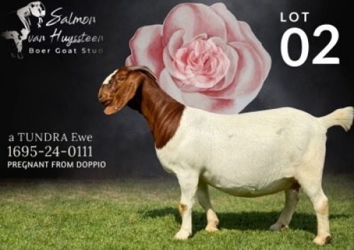 1 X BOER GOAT STUD DOE Salmon van Huyssteen Boer Goat Stud