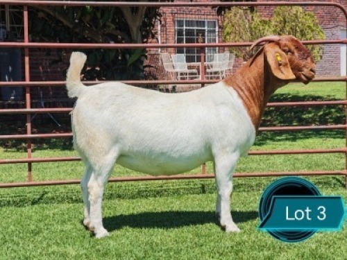 1 X BOER GOAT STUD PREGNANT DOE Lukas Burger Boergoat Stud