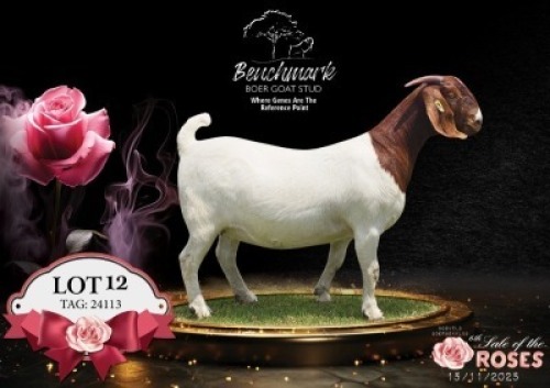 1 X BOER GOAT STUD PREGNANT DOE Benchmark Boerbokstoet