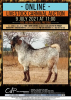 1 X CAPE SKILDER GOAT RAM JOSE ROCHA - CAPE SKILDER - 2