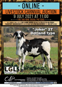 1 X DAMARA SHEEP RAM LGL FARMING CO - DAMARA 