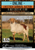 1 X DAMARA SHEEP RAM LGL FARMING CO - DAMARA