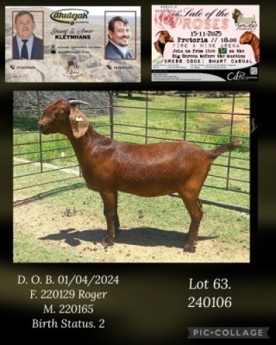 1 X KALAHARI RED STUD DOE Dhidejak Kalahari reds