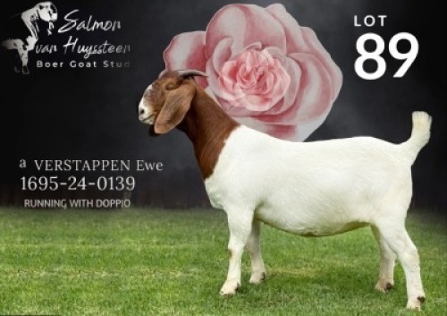 1 X BOER GOAT STUD PREGNANT DOE Salmon van Huyssteen Boer Goat Stud