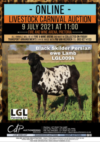 1 X SWART SKILDER PERSIES EWE LGL FARMING CO - PERSIES