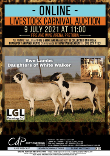 2 X DAMARA SHEEP EWE LGL FARMING CO - DAMARA (Per Piece to take the lot)
