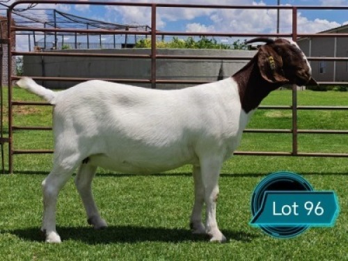 1 X BOER GOAT STUD DOE Lukas Burger Boergoat Stud