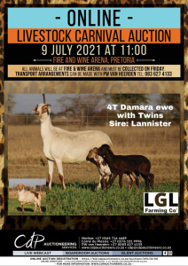 1 + 2 X DAMARA SHEEP EWE LGL FARMING CO - DAMARA