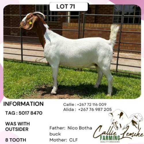 1 X Boer Goat Doe Callie Lemcke Farming