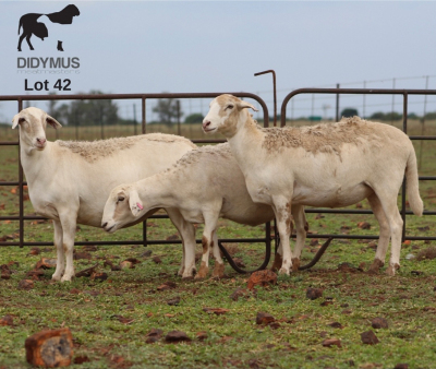 LOT 42 3X MEATMASTER OOI MET LAM/EWE WITH LAMB CHRISTOF GROBLER : 0837812076