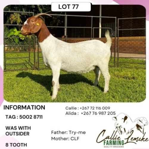 1 X Boer Goat Doe Callie Lemcke Farming