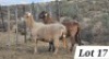 1 X MEATMASTER PREGNANT EWE Ben-Tson Meatmasters