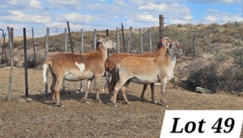 1 X MEATMASTER PREGNANT EWE Ben-Tson Meatmasters