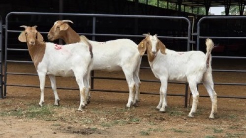 3 X BOER GOAT CROSS DOE HOEKPLAAS BOERDERY - JOHAN STEINBERG (Per animal to take the lot)
