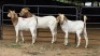 3 X BOER GOAT CROSS DOE HOEKPLAAS BOERDERY - JOHAN STEINBERG (Per animal to take the lot)