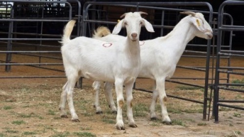 2 X SAVANNA CROSS DOE HOEKPLAAS BOERDERY - JOHAN STEINBERG (Per animal to take the lot)