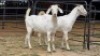 2 X SAVANNA CROSS DOE HOEKPLAAS BOERDERY - JOHAN STEINBERG (Per animal to take the lot)