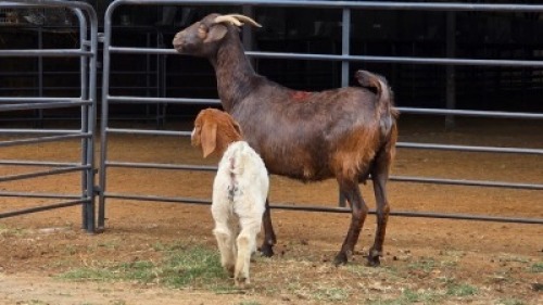 1+1 X VELDT GOAT CROSS DOE HOEKPLAAS BOERDERY - JOHAN STEINBERG