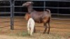 1+1 X VELDT GOAT CROSS DOE HOEKPLAAS BOERDERY - JOHAN STEINBERG