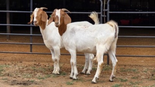 2 X BOER GOAT CROSS DOE HOEKPLAAS BOERDERY - JOHAN STEINBERG (Per animal to take the lot)