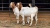 2 X BOER GOAT CROSS DOE HOEKPLAAS BOERDERY - JOHAN STEINBERG (Per animal to take the lot)