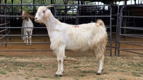 1 X VELDT GOAT CROSS DOE HOEKPLAAS BOERDERY - JOHAN STEINBERG
