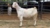 1 X VELDT GOAT CROSS DOE HOEKPLAAS BOERDERY - JOHAN STEINBERG