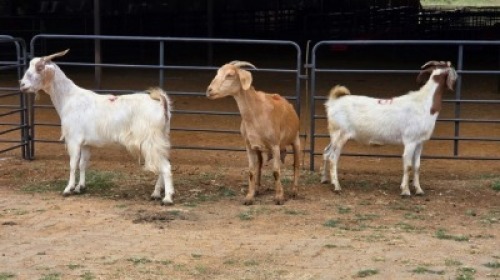 3 X VELDT GOAT CROSS DOE HOEKPLAAS BOERDERY - JOHAN STEINBERG (Per animal to take the lot)
